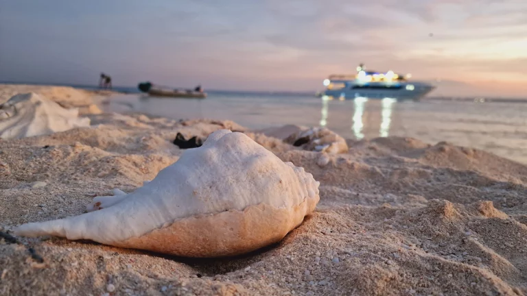 coquillage-mer-rouge