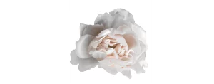 Un souffle sain - Rose blanche